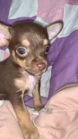 Brian, a male Chihuahua and Yorkshire Terrier for sale in Booneville, AR – 4 of 4