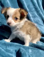 Frankie, a male Chihuahua for sale in Booneville, AR – 5 of 6