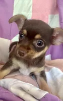 Racheal, a female Chorkie for sale in Booneville, AR – 3 of 4