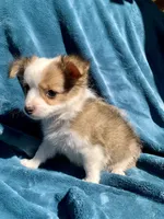 Frankie, a male Chihuahua for sale in Booneville, AR – 6 of 6