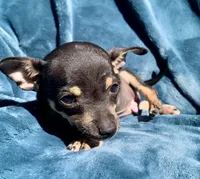 Tommy, a male Chihuahua for sale in Booneville, AR – 4 of 4