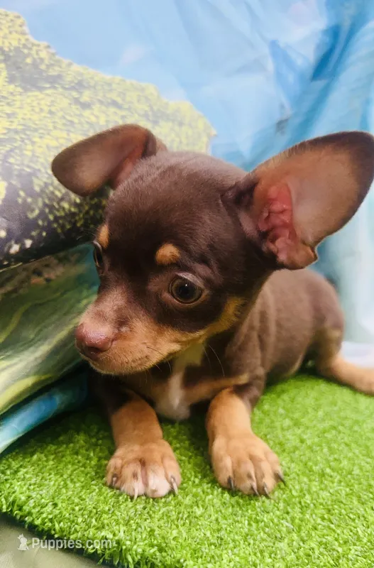 Hank – Chihuahua puppy for sale in Booneville, AR