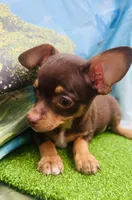 Hank, a male Chihuahua for sale in Booneville, AR – 1 of 3