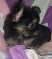 Billy , a male Chorkie for sale in Booneville, AR – 6 of 8