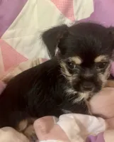 Lizzy, a female Chorkie for sale in Booneville, AR – 4 of 4