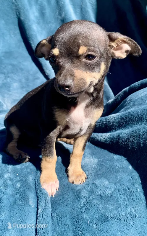 Tommy – Chihuahua puppy for sale in Booneville, AR