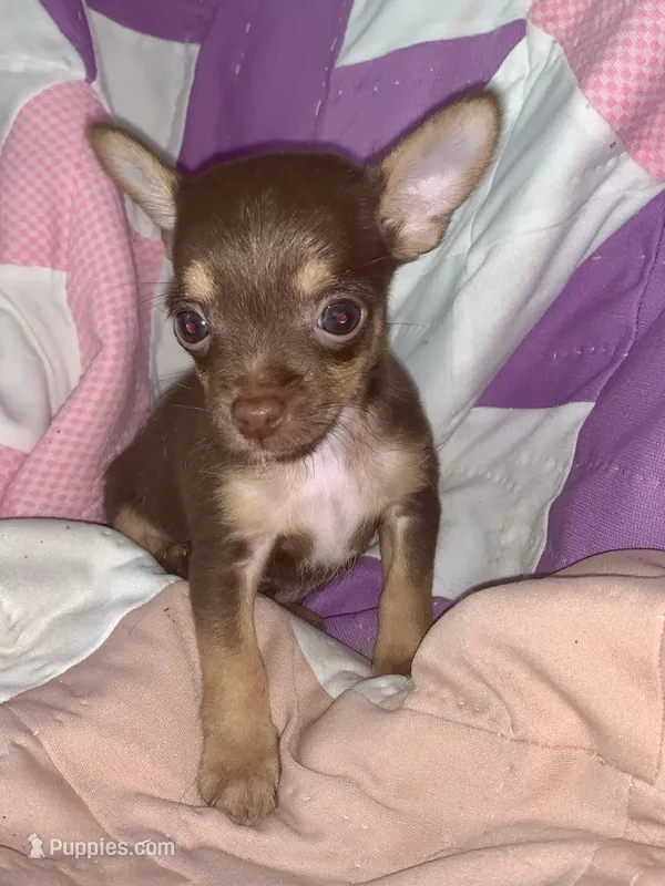 Brian – Chihuahua, Yorkshire Terrier puppy for sale in Booneville, AR
