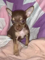 Brian, a male Chihuahua and Yorkshire Terrier for sale in Booneville, AR – 1 of 4