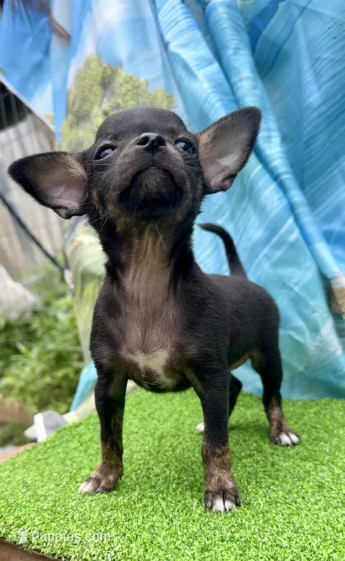 Stan – Chihuahua puppy for sale in Booneville, AR