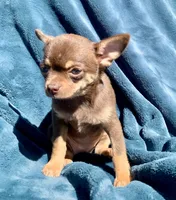 Jenny, a female Chihuahua for sale in Booneville, AR – 5 of 7