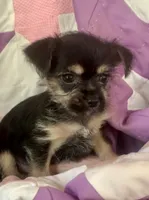 Lizzy, a female Chorkie for sale in Booneville, AR – 2 of 4