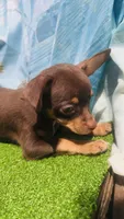 Hank, a male Chihuahua for sale in Booneville, AR – 2 of 3