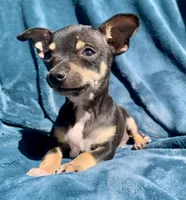 Tommy, a male Chihuahua for sale in Booneville, AR – 3 of 4