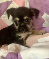 Lizzy, a female Chorkie for sale in Booneville, AR – 3 of 4
