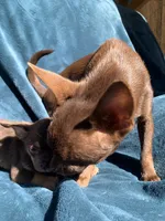 Jenny, a female Chihuahua for sale in Booneville, AR – 7 of 7