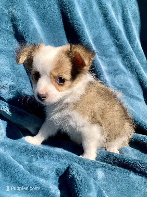 Frankie – Chihuahua puppy for sale in Booneville, AR