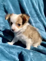 Frankie, a male Chihuahua for sale in Booneville, AR – 1 of 6