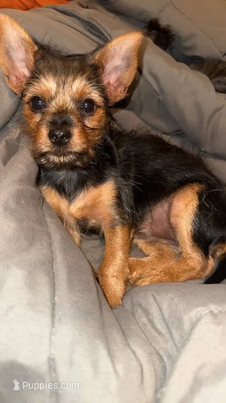 Little Bit – Yorkshire Terrier puppy for sale in Booneville, AR