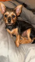 Little Bit, a female Yorkshire Terrier for sale in Booneville, AR – 1 of 4