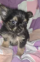 Billy , a male Chorkie for sale in Booneville, AR – 1 of 8