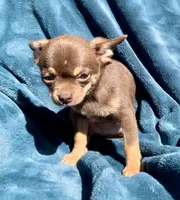 Jenny, a female Chihuahua for sale in Booneville, AR – 4 of 7