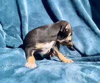 Tommy, a male Chihuahua for sale in Booneville, AR – 2 of 4
