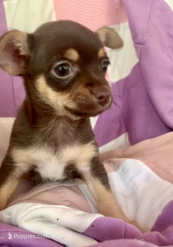 Racheal – Chorkie puppy for sale in Booneville, AR