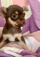 Racheal, a female Chorkie for sale in Booneville, AR – 1 of 4