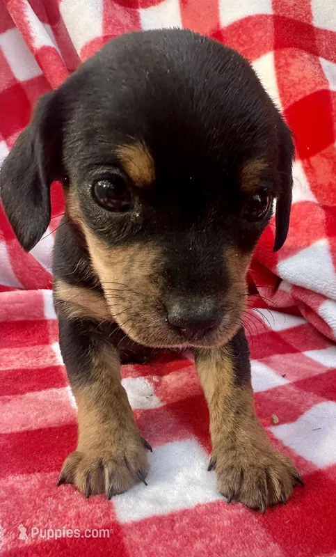 Mitch, a male Chiweenie for sale in Booneville, AR – Photo 1 of 7