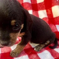 Mitch, a male Chiweenie for sale in Booneville, AR – Photo 4 of 7
