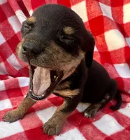 Mitch, a male Chiweenie for sale in Booneville, AR – Photo 5 of 7