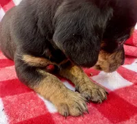 Mitch, a male Chiweenie for sale in Booneville, AR – Photo 6 of 7