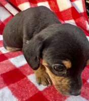 Mitch, a male Chiweenie for sale in Booneville, AR – Photo 2 of 7