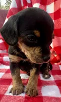 Mitch, a male Chiweenie for sale in Booneville, AR – Photo 3 of 7