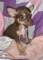 Brian, a male Chihuahua and Yorkshire Terrier for sale in Booneville, AR – 2 of 4