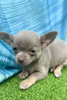 Star, a female Chihuahua for sale in Booneville, AR – 2 of 3