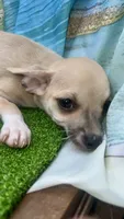 Frankie, a male Chihuahua for sale in Booneville, AR – 3 of 4