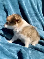 Frankie, a male Chihuahua for sale in Booneville, AR – 4 of 6