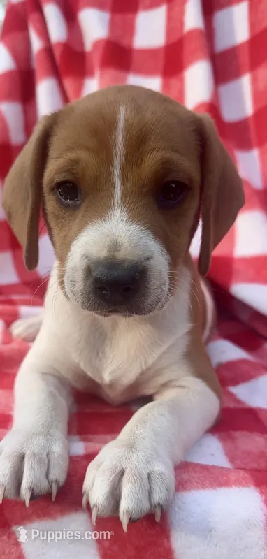 Bailey, a female Beagle and Dachshund for sale in Booneville, AR – Photo 1 of 3