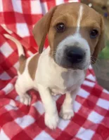 Bailey, a female Beagle and Dachshund for sale in Booneville, AR – Photo 3 of 3