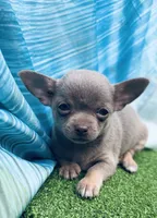 Star, a female Chihuahua for sale in Booneville, AR – 3 of 3