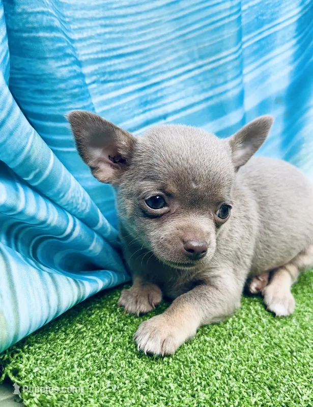 Star – Chihuahua puppy for sale in Booneville, AR
