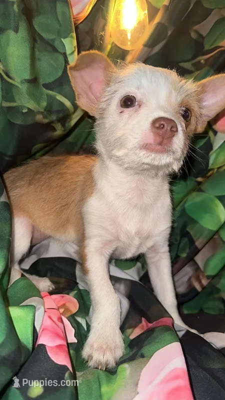 Nick – Chihuahua puppy for sale in Booneville, AR