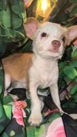 Nick, a male Chihuahua for sale in Booneville, AR – Photo 1 of 3