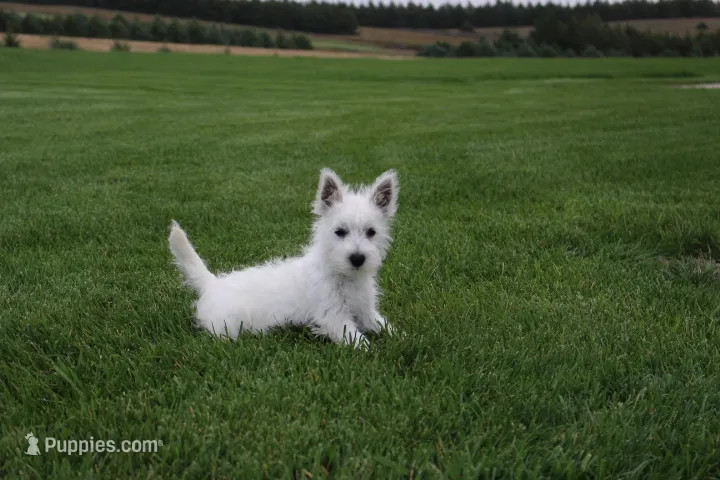 Della – West Highland White Terrier puppy for sale in Champion, NE
