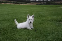 Della, a female West Highland White Terrier for sale in Champion, NE – 1 of 1