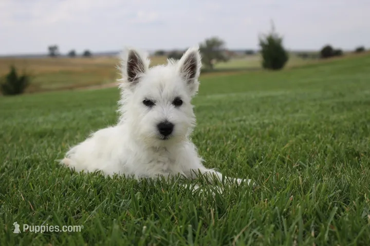 Duke – West Highland White Terrier puppy for sale in Champion, NE