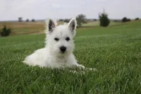 Duke, a male West Highland White Terrier for sale in Champion, NE – 1 of 1