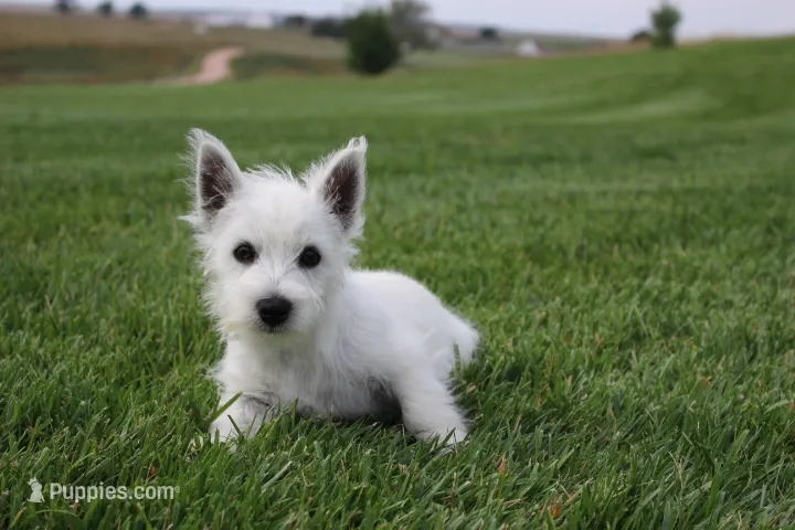 Diasy – West Highland White Terrier puppy for sale in Champion, NE