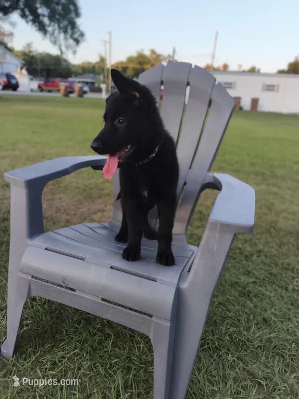 Nova – German Shepherd Dog puppy for sale in Kissimmee, FL
